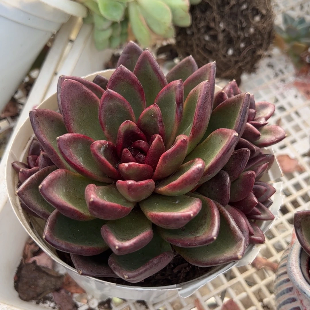 丰沛玫瑰大单头带仔