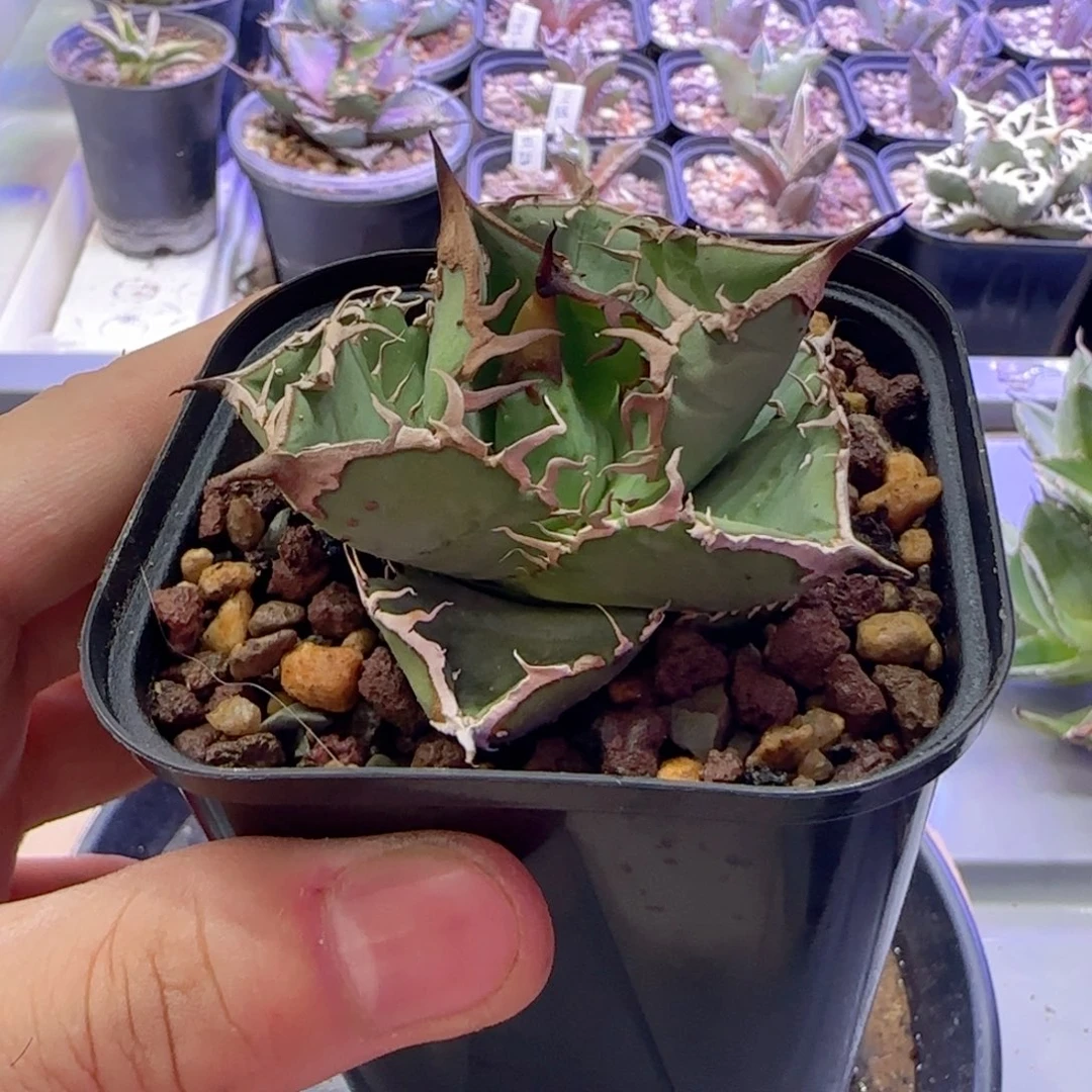 追星龙舌兰111111