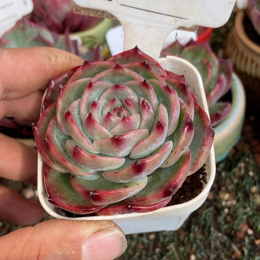 惊鸿一瞥803号楼