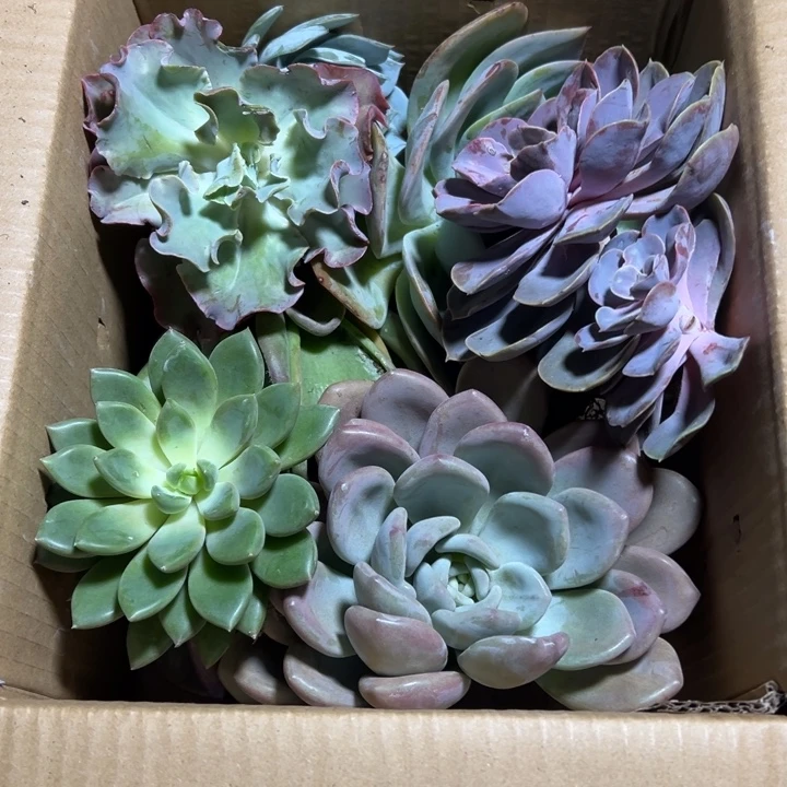 地栽瑕疵7个品混装1箱（不售后）