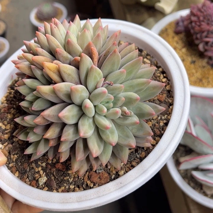 红蜻蜓 群生 夏鸣园艺