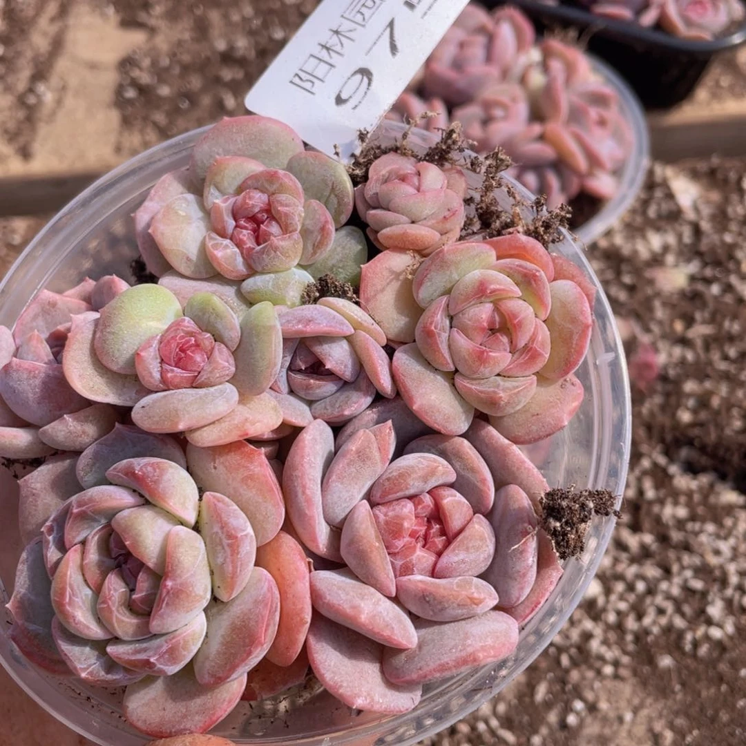 多肉植物多肉植物975