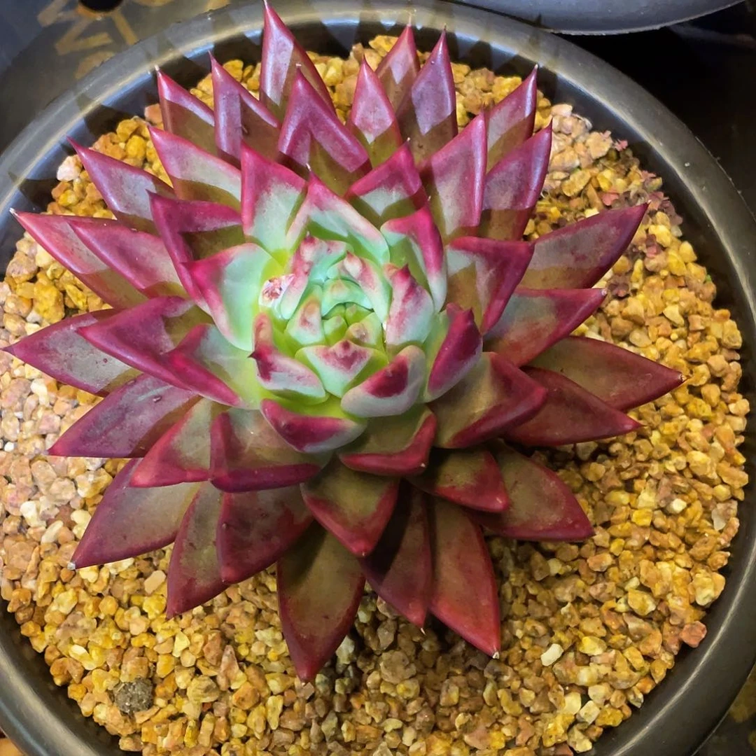 多肉植物一物一拍