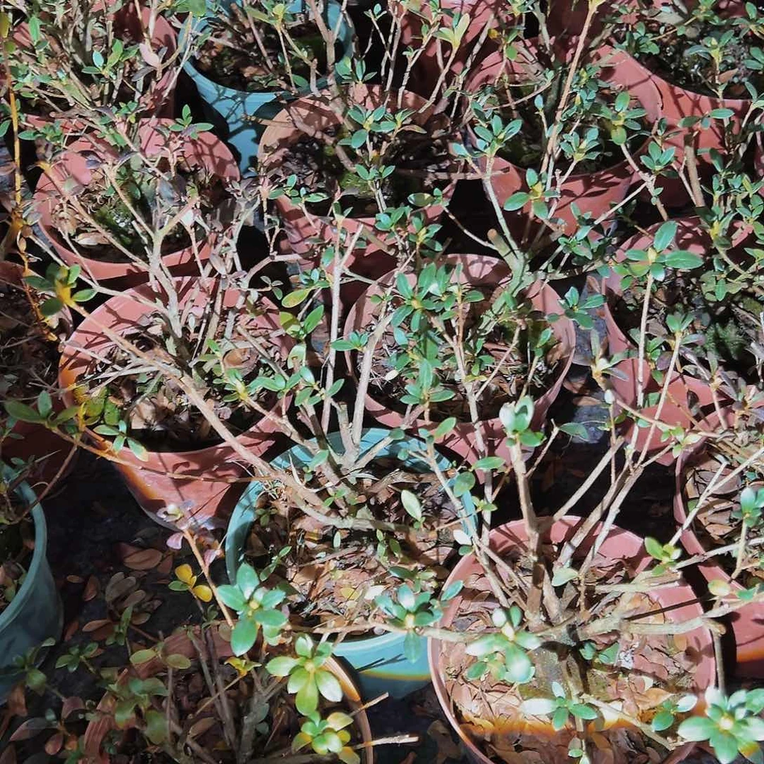 盆景皋月杜鹃品种彩