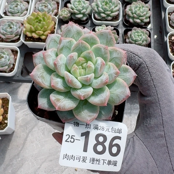 优选珍妮无盆土发货无盆土