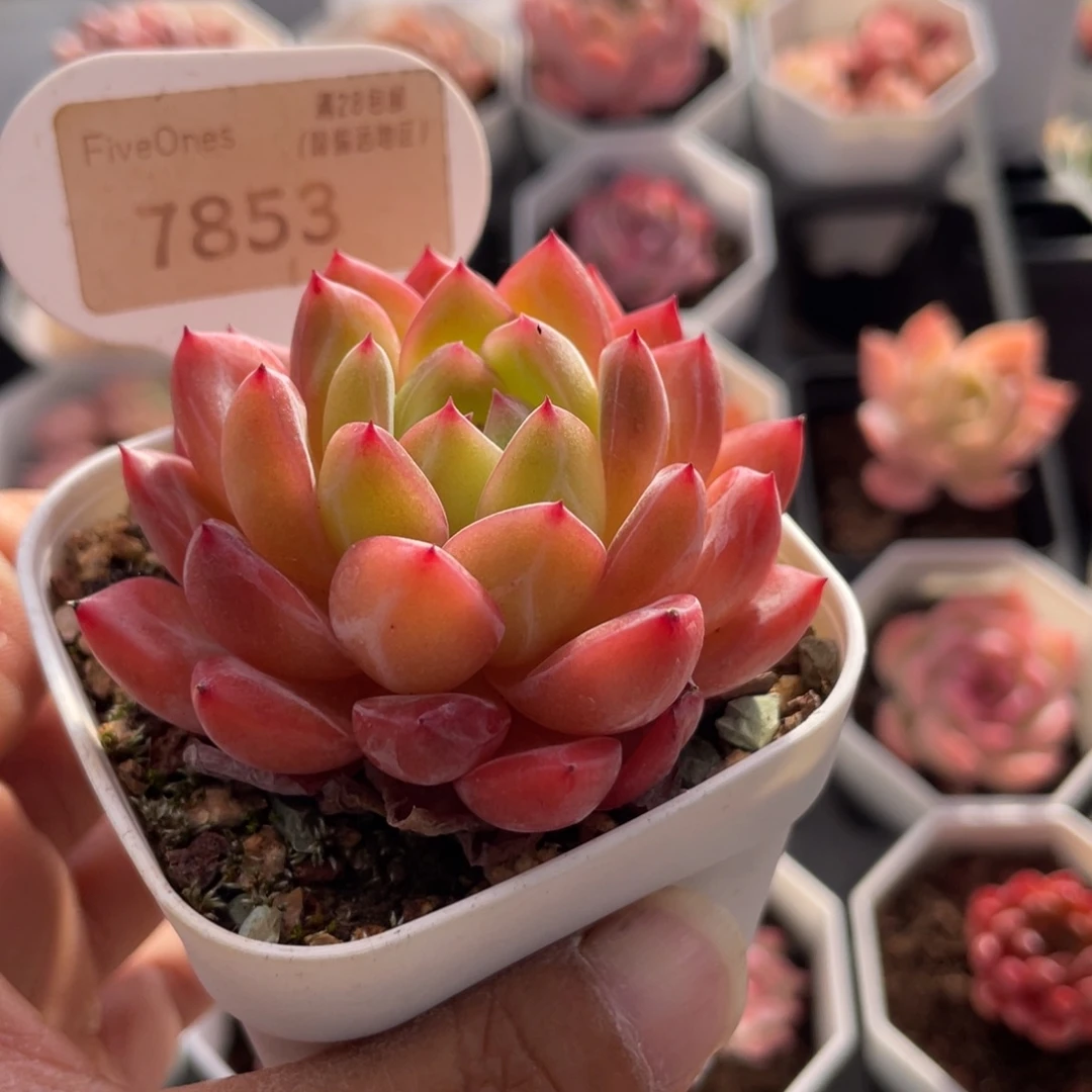 钻石珍妮7853-6.0厘米