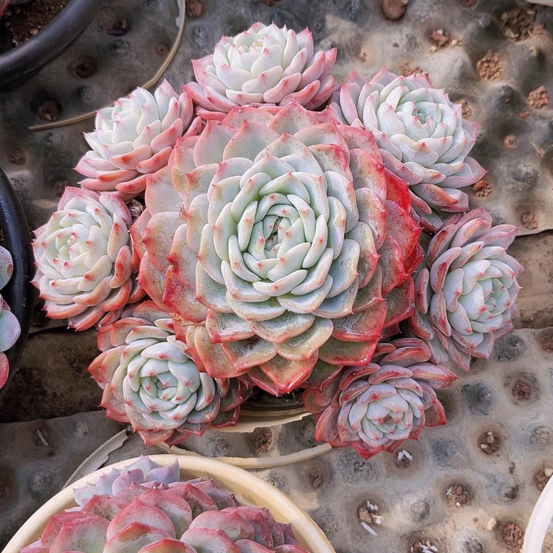 海洋之心21公分88999898