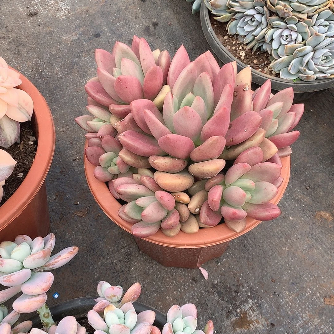 601桃花源 一物一拍多肉