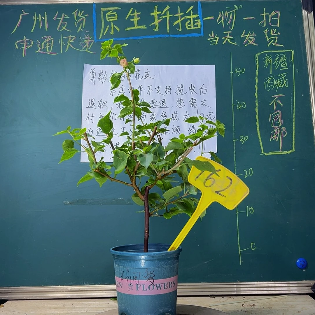 当前无花栽培后可以开花 福利 粉可爱 162