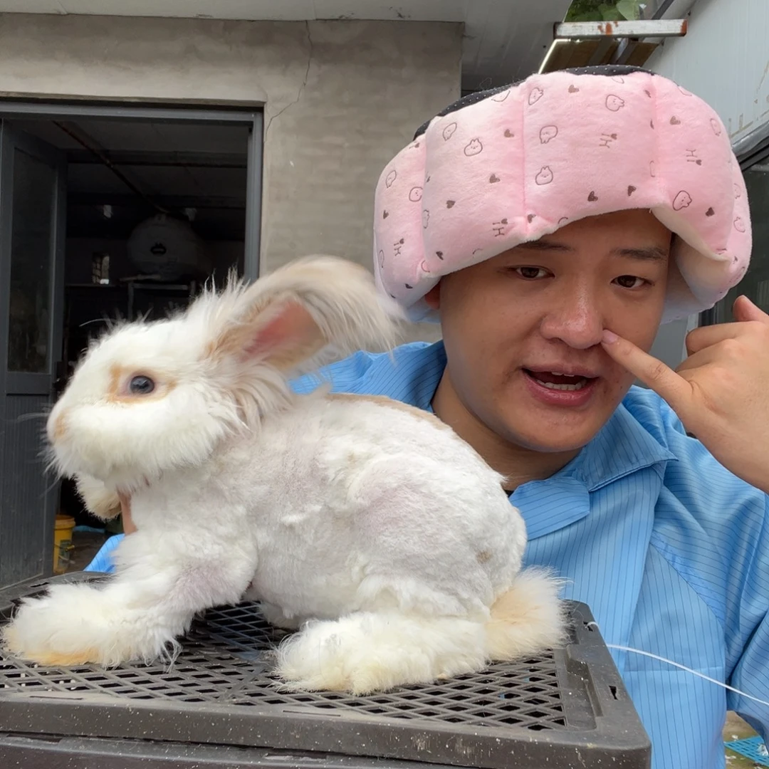 双血统英系安哥拉兔子