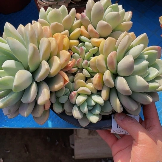 白*飞白鹭17045duorou