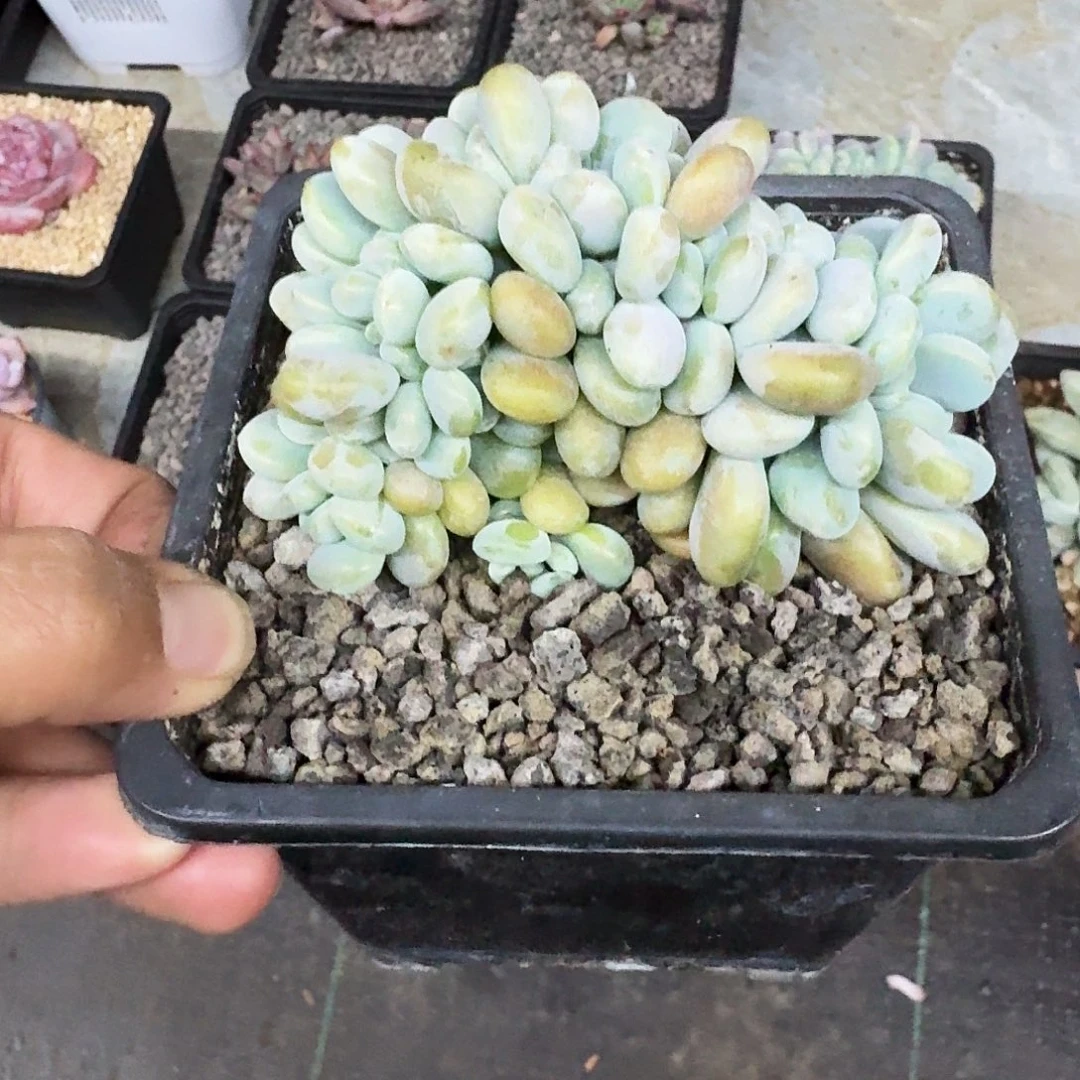 洛神缀化 一物一拍