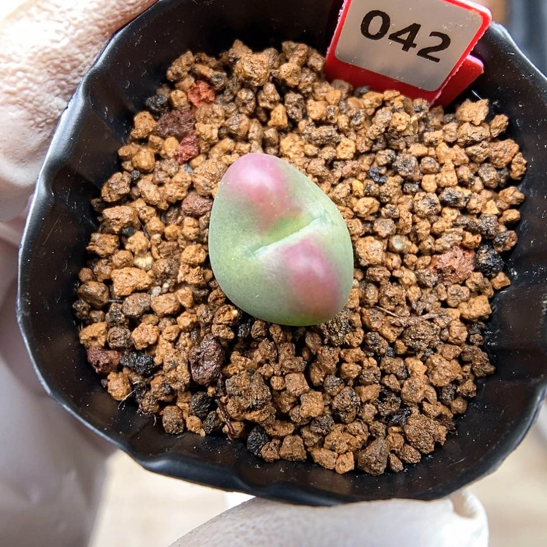 多肉植物A-042（1.4）少将杂