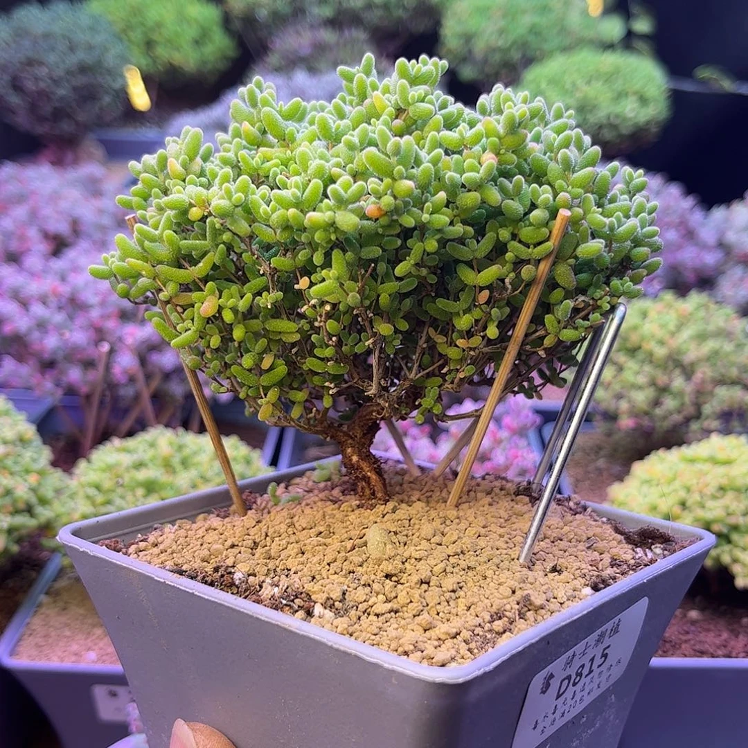 815提根蜜橘糖球造型桩