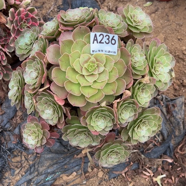 万圣节多肉植物236.