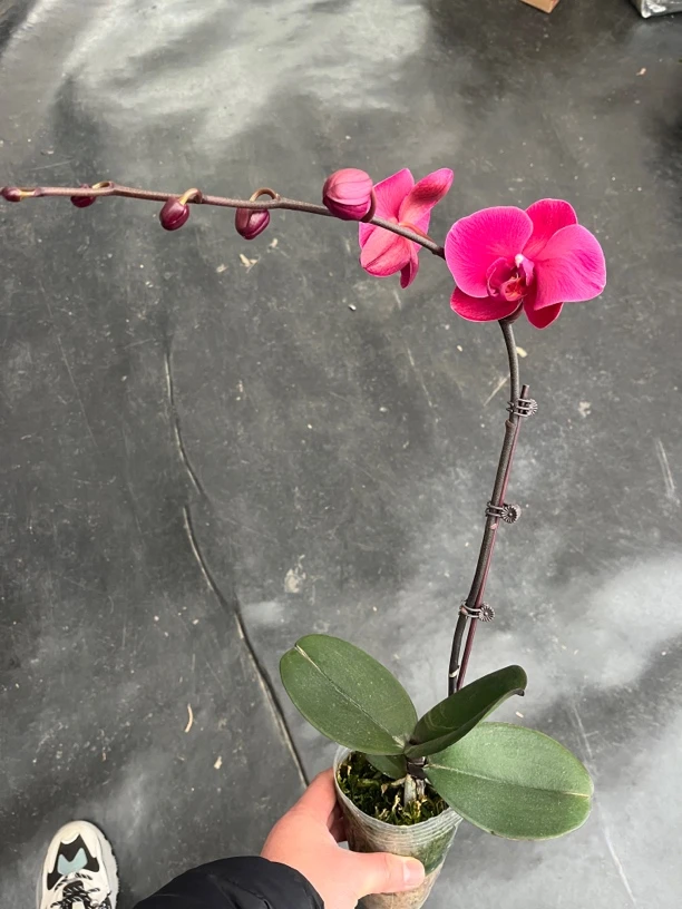 鲜花《洋洋得意》蝴蝶兰云南源头基地直发