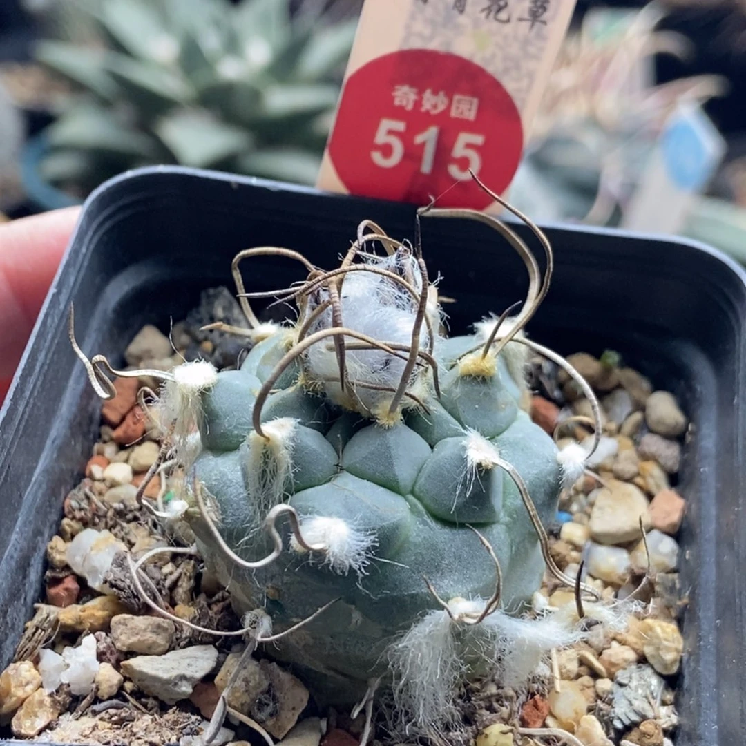 实生雪顶狂刺娇丽3.4cm