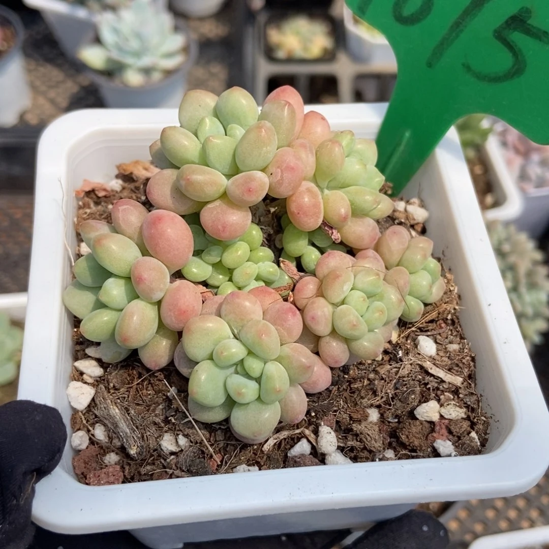 1675洛可可多肉植物保护