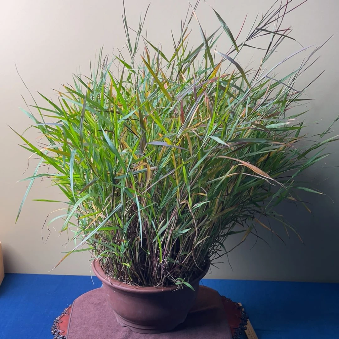 完全开放盆栽植物