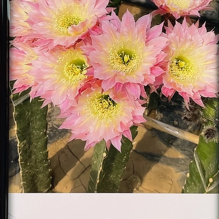 彩 彩蝶侧芽 歪 满20包邮5公分