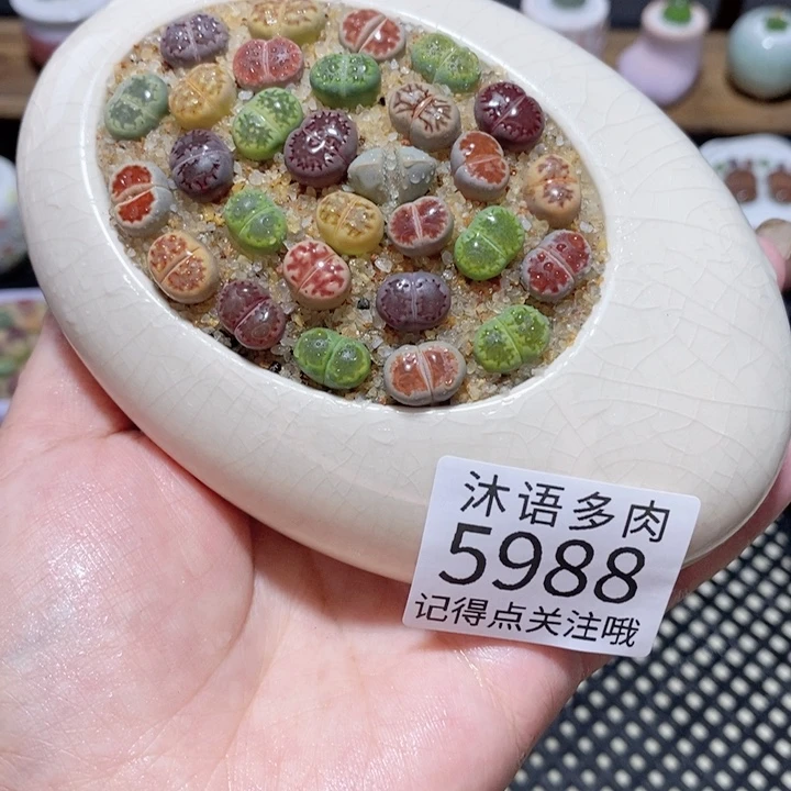 带盆土植物 一物一拍5988