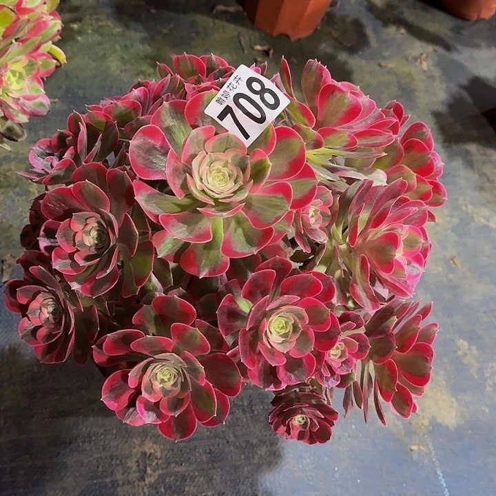 000000000000000000708女郎