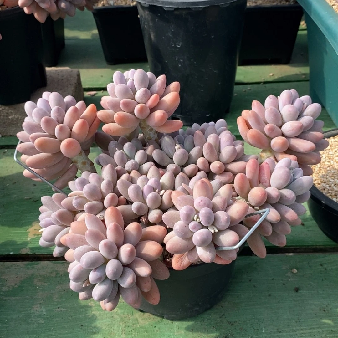 梦****、自然群大群汤圆，1234567894