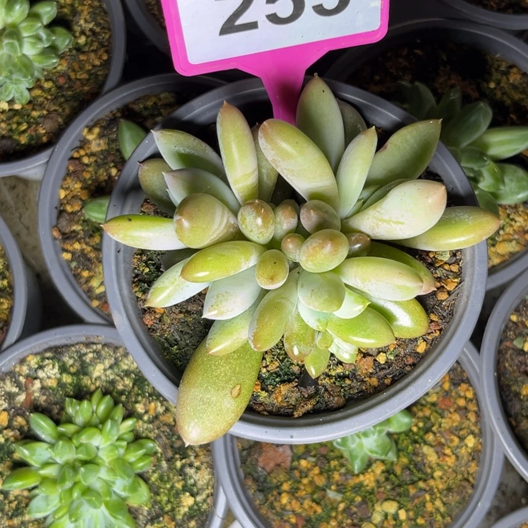 多肉植物红体哥特253