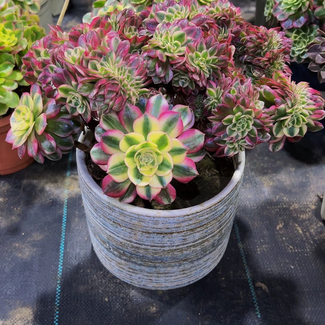 老庄倾城缀化法师98.8