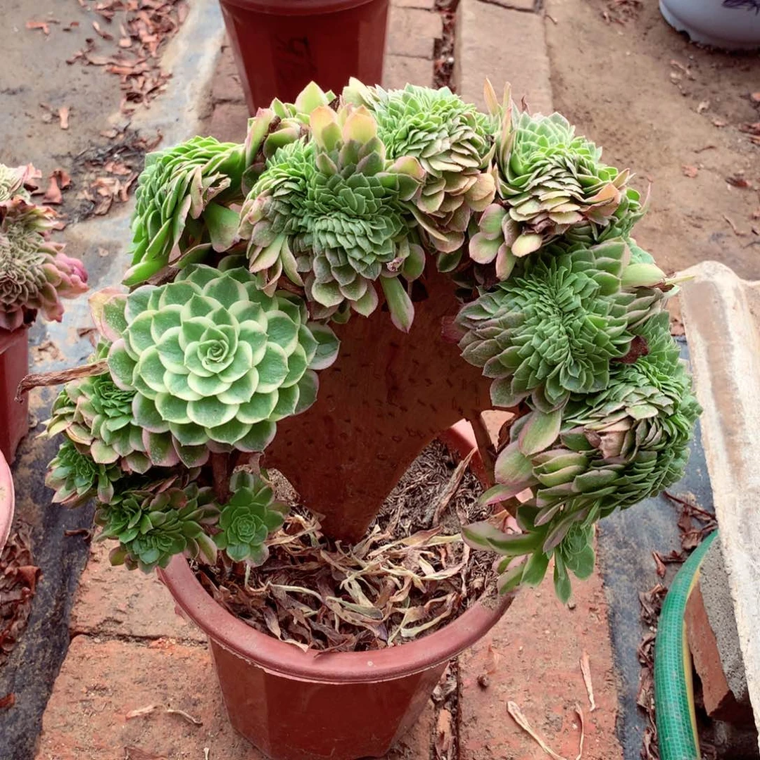 海王缀化，多肉植物