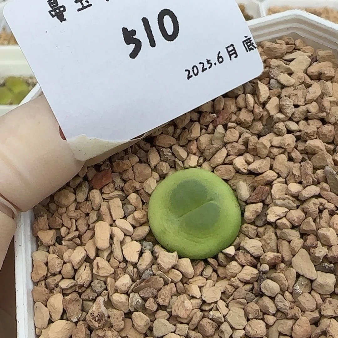 N****多肉多肉多肉6.29-510