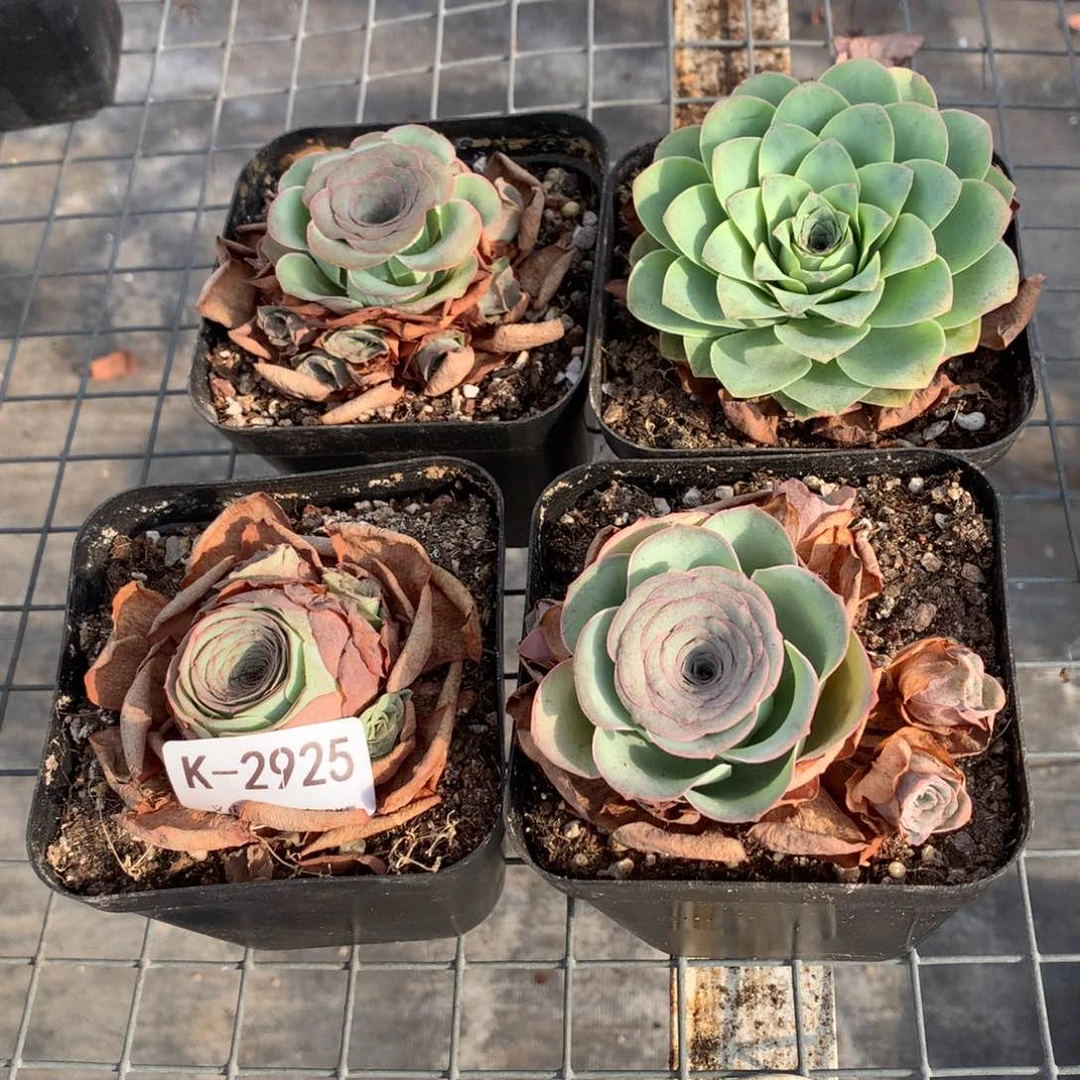 2925 福利干瘪状态会掉侧芽