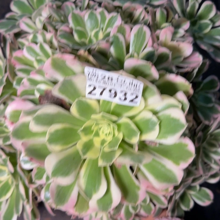 27932南白凤不包断枝