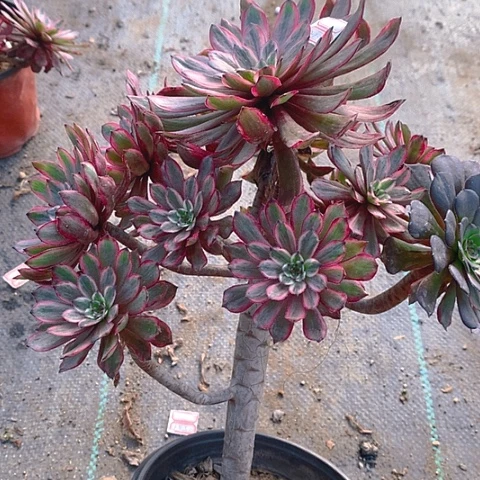 628紫霞多肉植物