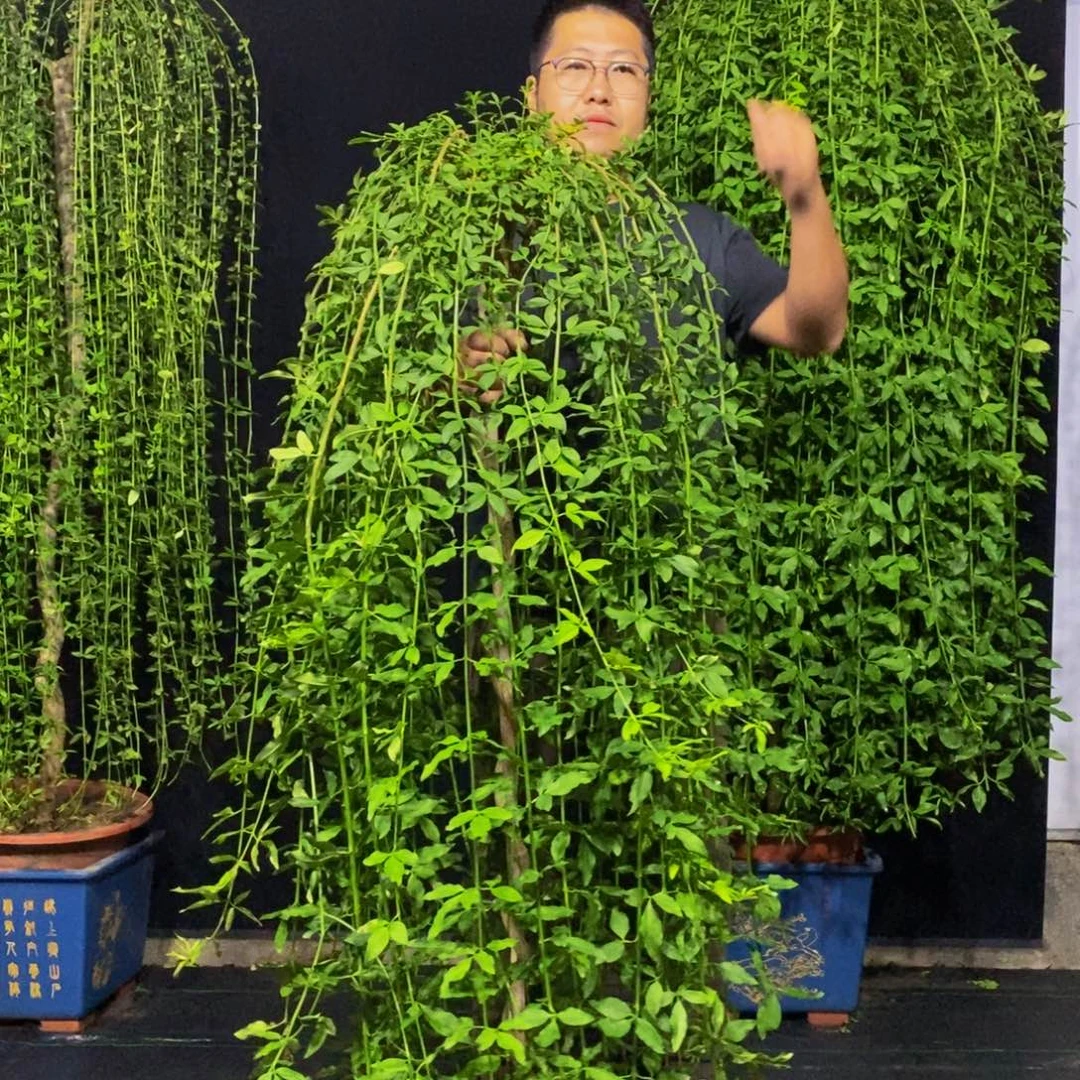 探春花，一物一拍，