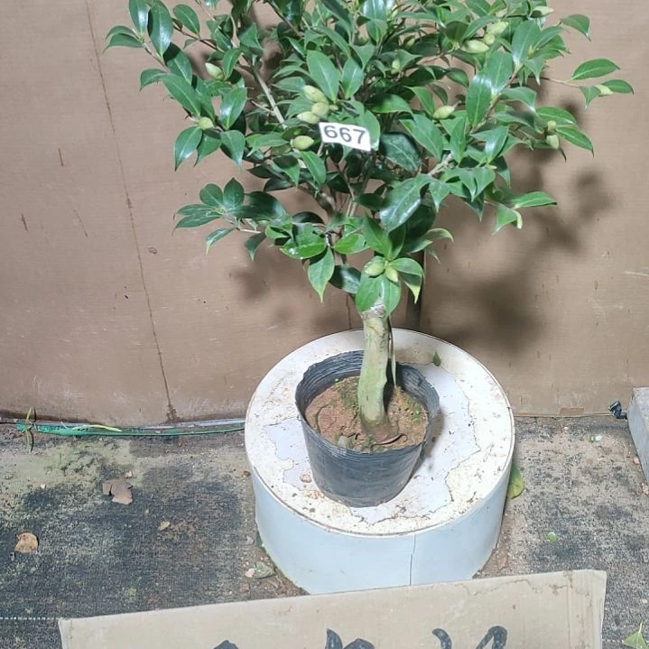 667爱党，原盆原土发货，不包邮