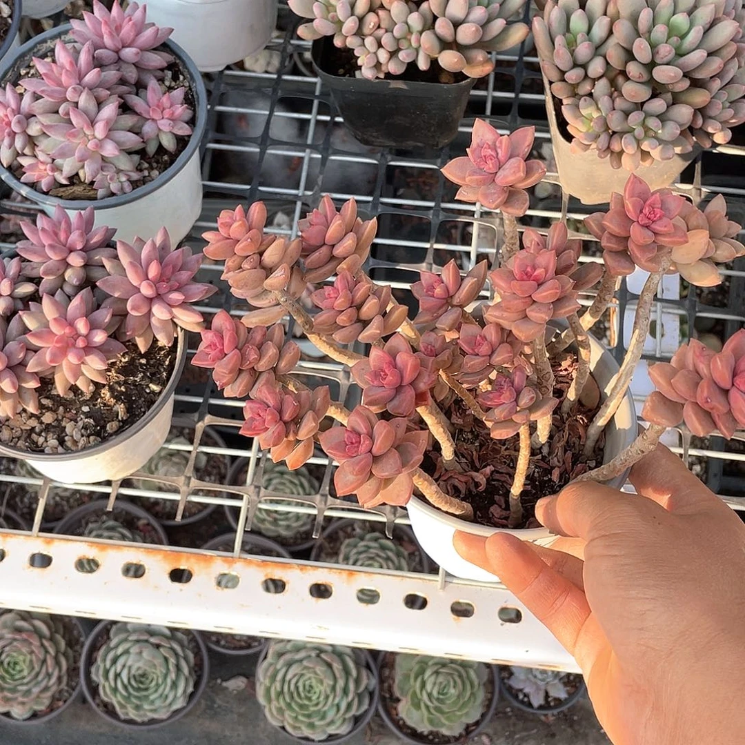 ꒰***꒱优惠优惠姬胧月福利带盆