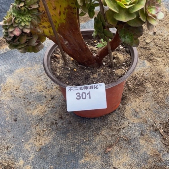 301，凑单不包邮抹茶缀包邮