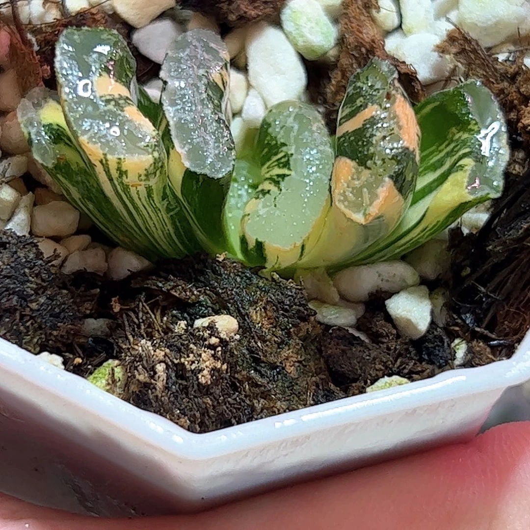 浮藻锦十二卷多肉植物