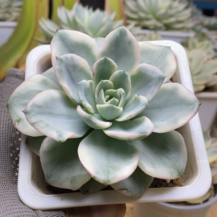 040奶油黄桃锦锦锦锦锦锦锦