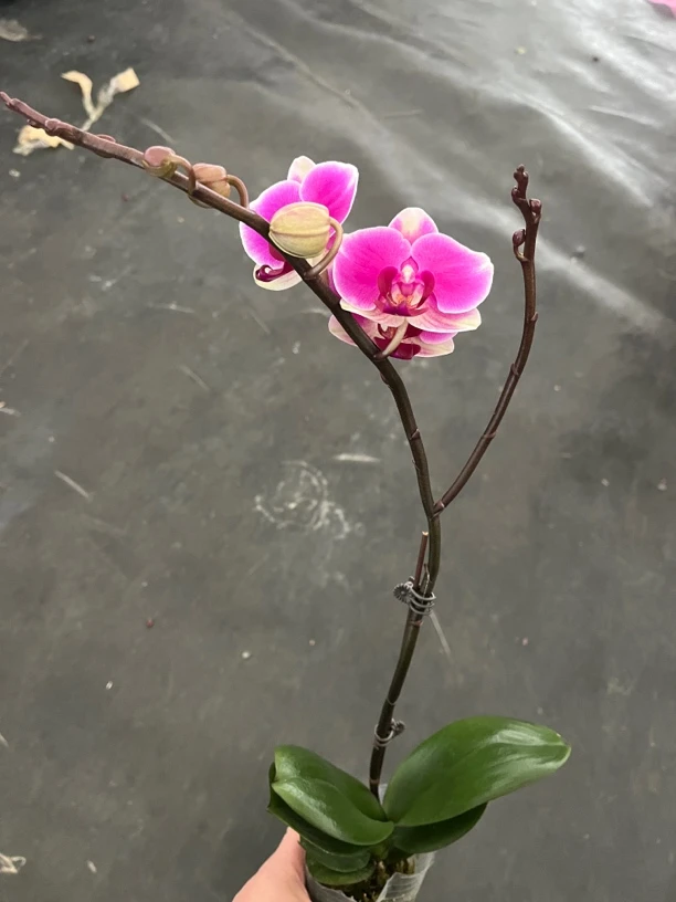 鲜花《红日》蝴蝶兰（拍5颗配篮子）