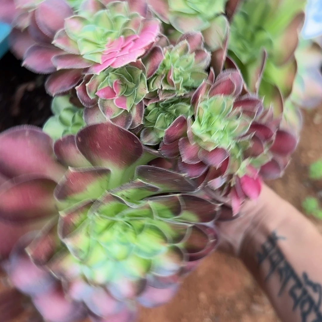 兜****227多肉 韶华缀法师