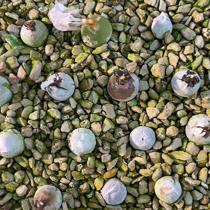 哈默灯泡1颗。