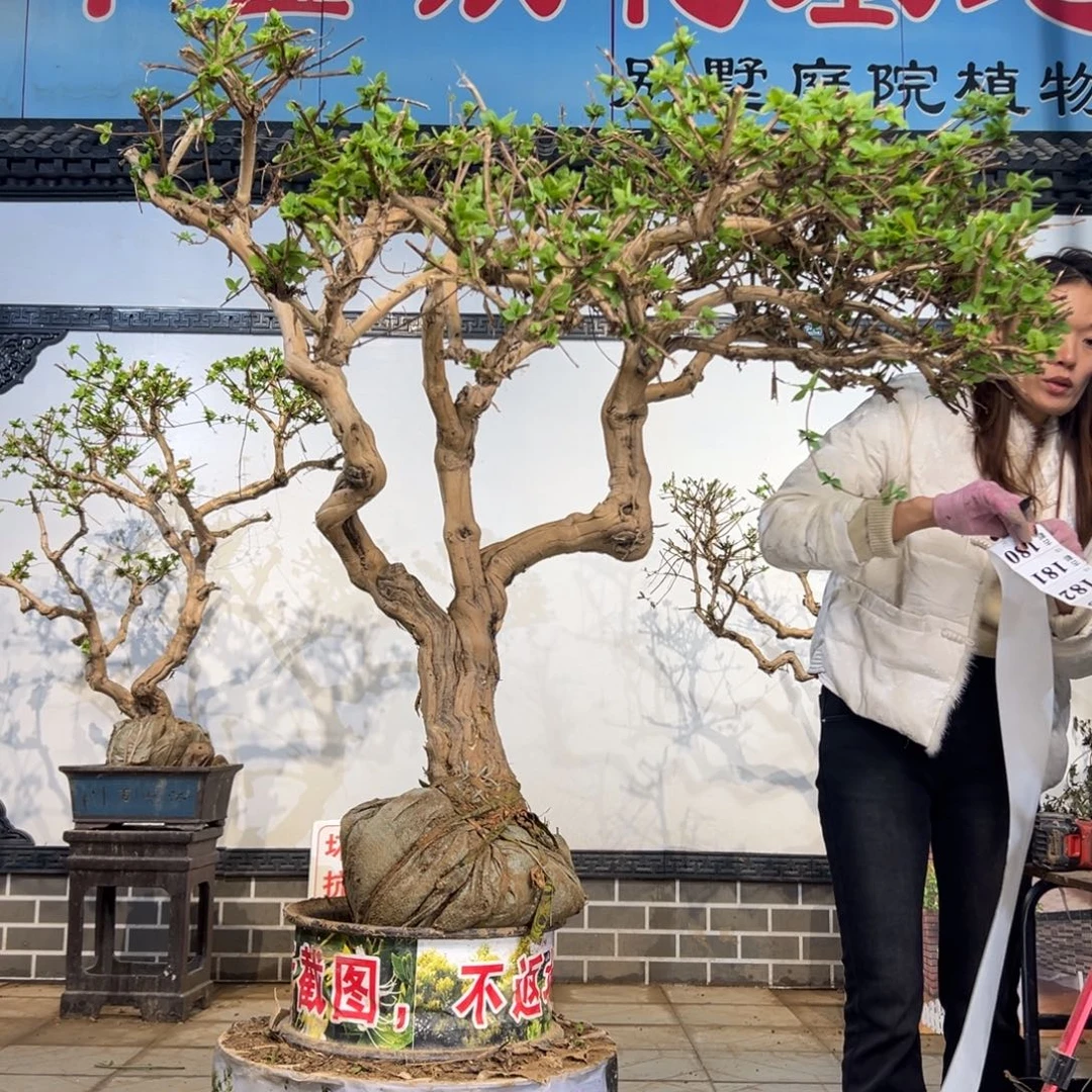 无花朵金银花55868998888