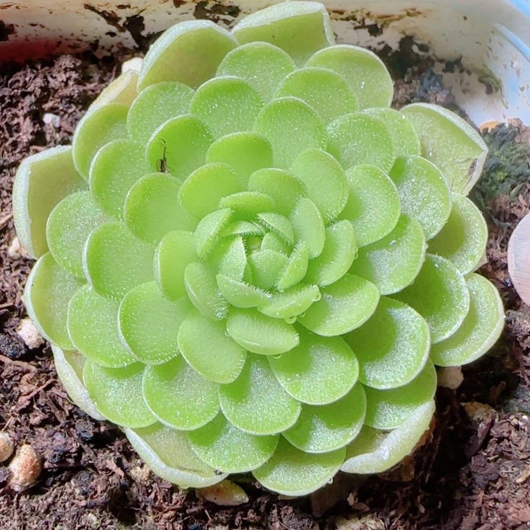 花语多肉1203-12爱丽丝捕虫堇