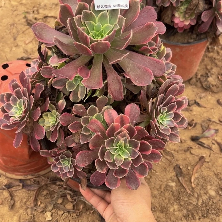 金丝却多肉植物038.