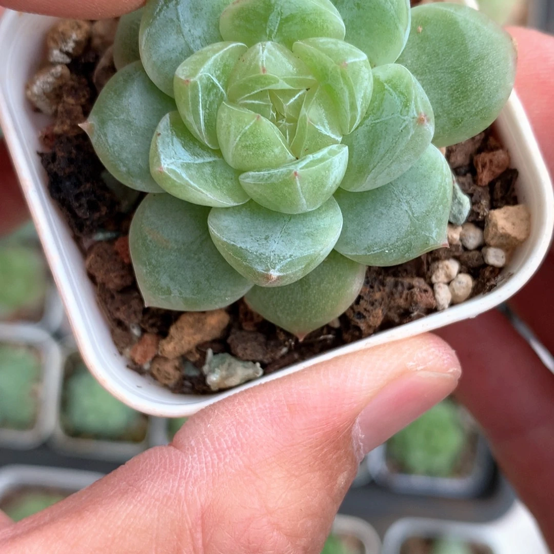 暗纹干净款。      21号