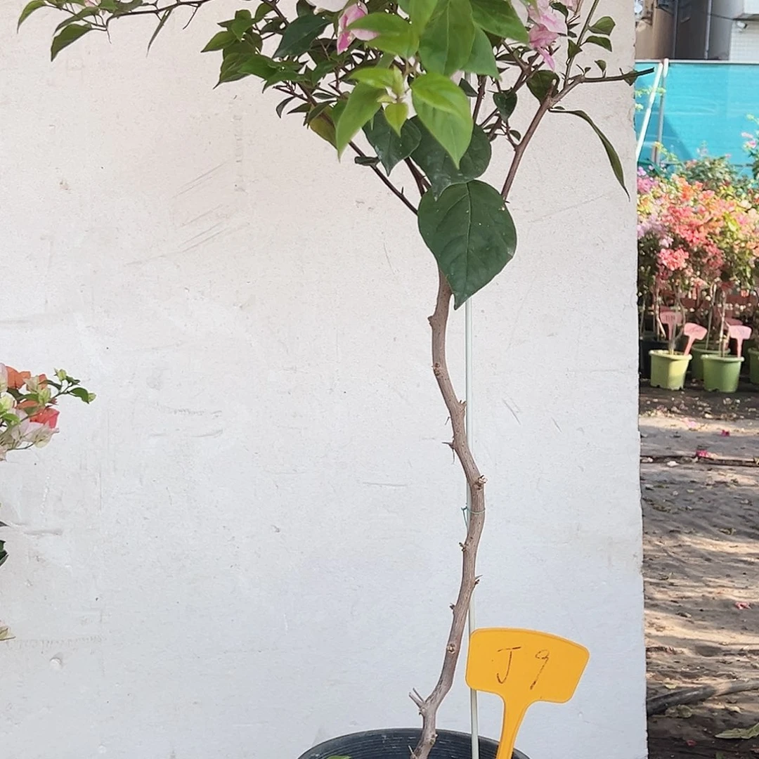 青***荷大部分花苞少量开放J9漳红樱