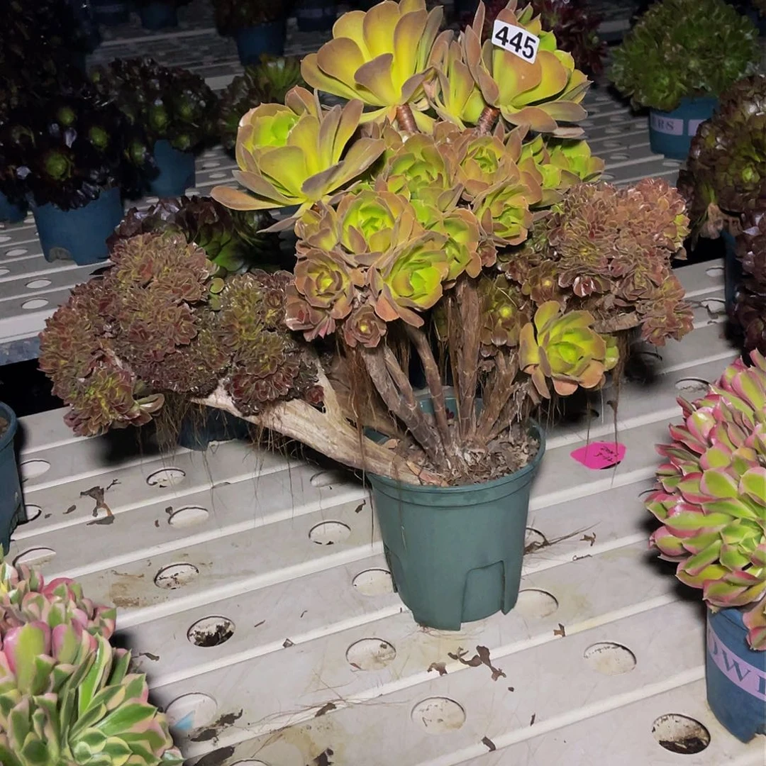 法师法师3-12包邮法师