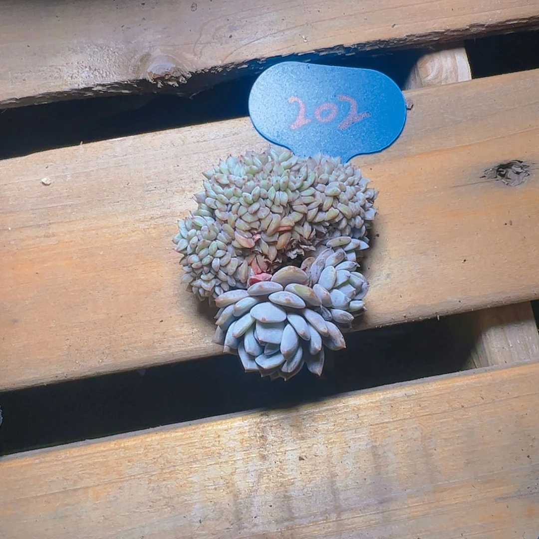 ?****?星星橙缀6公分202号一物一拍